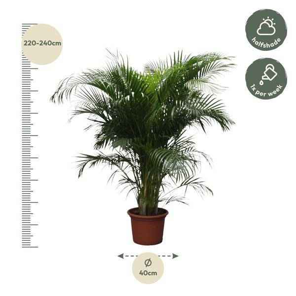 Image of Goldfruchtpalme Dypsis Lutescens Zimmerpflanze Ø40cm ↕230cm – tropische Grünpflanze für Wohnzimmer, Büro & helle Standorte kaufen-1