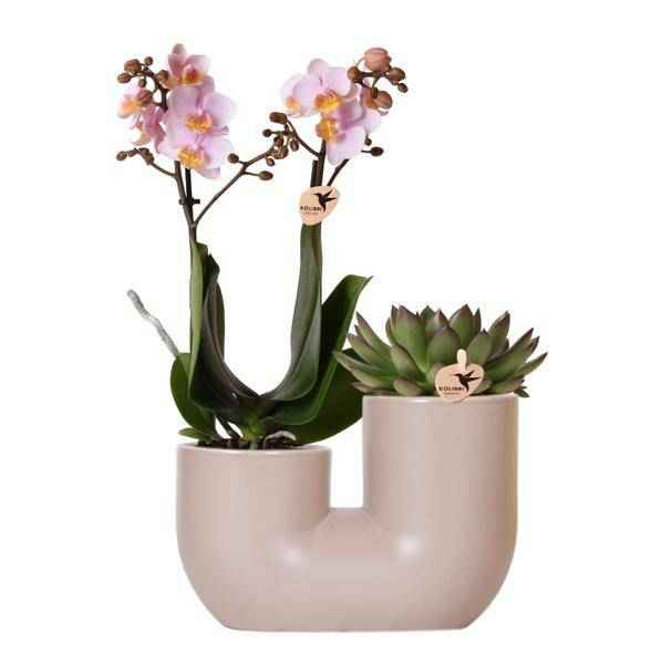 Image of Rosa Orchidee Andorra & Sukkulente Set Zimmerpflanze Ø9cm – pflegeleichte Sukkulente für Wohnzimmer, Büro & helle Standorte kaufen-0