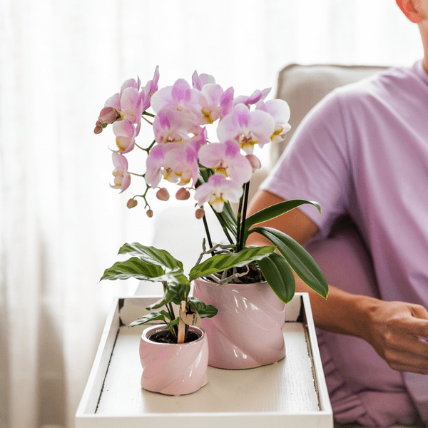 Image of Calathea – Korbmarante – Zimmerpflanze Ø6cm – Luftreinigende tropische Blattschmuckpflanze mit auffälligem Blattmuster