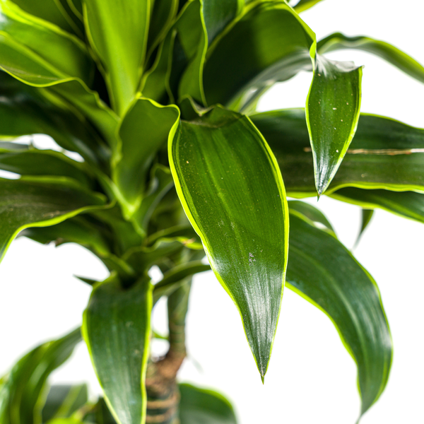 Image of Dracaena Deremensis Dorado – Drachenbaum – Zimmerpflanze – Ø21cm – Höhe 100-120cm – Dunkelgrüne Blätter mit gelbem Rand – Pflegeleicht & dekorativ-4