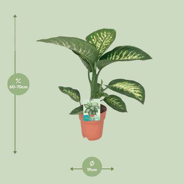 Image of Dieffenbachia seguine Tropic Snow – Zimmerpflanze – Ø19cm – ↕70cm – immergrüne Blattschmuckpflanze mit gemusterten Blättern-1
