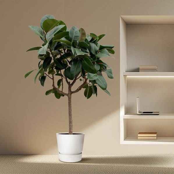 Image of Gummibaum Ficus Elastica Robusta Zimmerpflanze Ø40cm ↕170cm – pflegeleichte Grünpflanze für Wohnzimmer, Büro & helle Standorte kaufen-3
