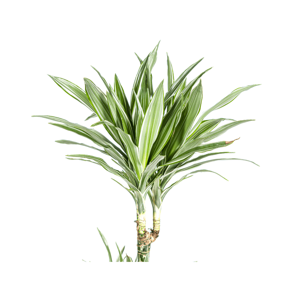 Image of Drachenbaum Dracaena Deremensis White Stripe Zimmerpflanze Ø27cm ↕180cm – pflegeleichte Grünpflanze für Wohnzimmer, Büro & helle Standorte kaufen-2