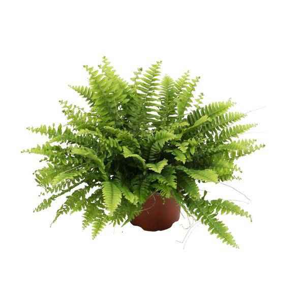 Image of Nephrolepis Boston Green – Bostonfarn – Zimmerpflanze – Ø12cm – ↕20cm – Luftreinigende Hängepflanze für Innenräume-0