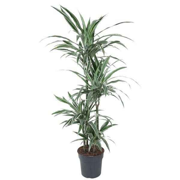 Image of Drachenbaum Zimmerpflanze Ø24cm ↕150cm – pflegeleichte Grünpflanze für Wohnzimmer, Büro & helle Standorte kaufen-0