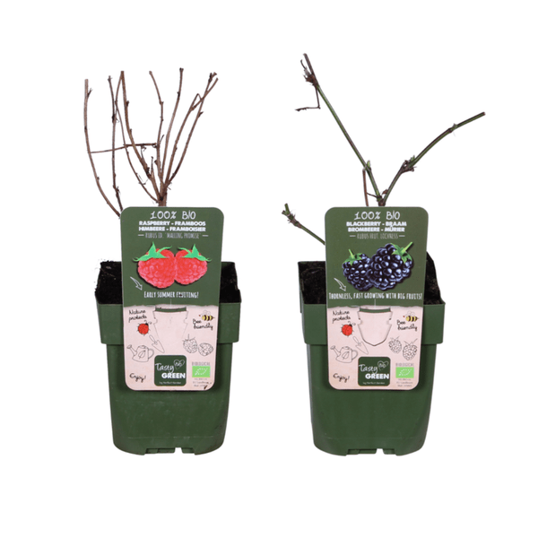 Image of Bio Beeren-Mix – Himbeere 'Malling Promise' + Brombeere 'Loch Ness'– Robuste & ertragreiche Bio-Pflanzen – Für Garten, Balkon & Terrasse-0