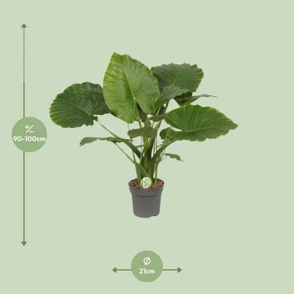 Image of Elefantenohr – Alocasia gageana 'California' – tropische Zimmerpflanze – Ø21cm – ↕80cm – exotische Großpflanze mit dekorativen Blättern