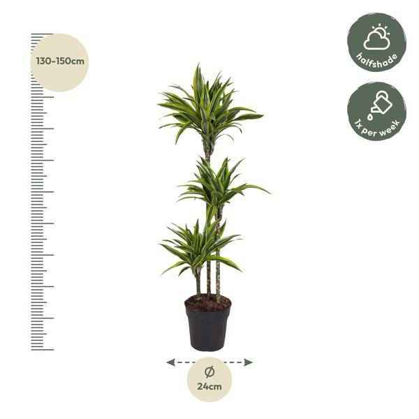 Image of Drachenbaum Zimmerpflanze Ø24cm ↕140cm – pflegeleichte Grünpflanze für Wohnzimmer, Büro & helle Standorte kaufen-1