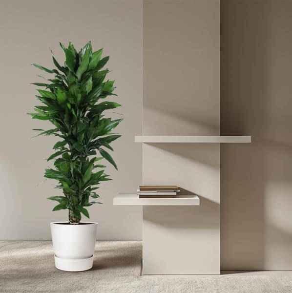 Image of Drachenbaum Zimmerpflanze Ø31cm ↕130cm – pflegeleichte Grünpflanze für Wohnzimmer, Büro & helle Standorte kaufen-3