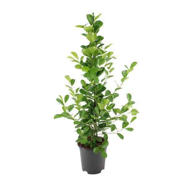 Image of Chinesische Feige – Ficus microcarpa Moclame – ca. 95-105cm hoch – Ø21cm – Zimmerpflanze-0