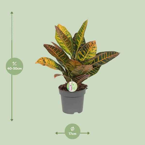 Image of Wunderstrauch Codiaeum 'Petra' – Croton – Ø17cm x H45cm – Bunt gemusterte Zimmerpflanze – Tropisches Laub in Rot, Gelb & Grün – Für Halbschatten-1