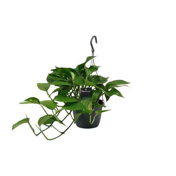 Image of Efeutute Scindapsus Epipremnum – Ø15cm – ↕45cm – Pflegeleichte Rankpflanze & luftreinigende Zimmerpflanze-0
