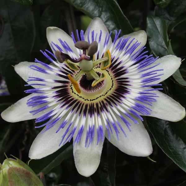 Image of Passionsblume Blau – Passiflora caerulea – Ø15cm – ca. 65cm hoch – Winterharte Kletterpflanze mit exotischen Blüten – Für Pergola, Zaun & Rankgitter-2