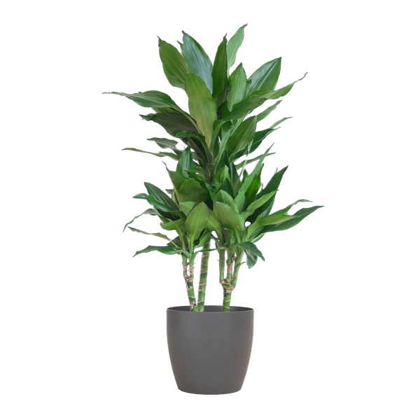 Image of Dracaena Janet Lind 95cm – Drachenbaum Zimmerpflanze Ø21cm – pflegeleichte grüne Pflanze mit Viber Topf Grau-0