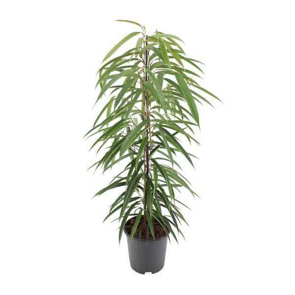 Image of Schmalblättrige Birkenfeige Ficus binnendijkii Alii Zimmerpflanze Ø21cm ↕80cm – pflegeleichte Grünpflanze für Wohnzimmer, Büro & helle Standorte-0
