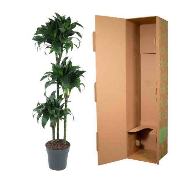 Image of Drachenbaum – Dracaena Tatuade 140cm – Ø24cm – Zimmerpflanze mit grün – weißen Blättern-2