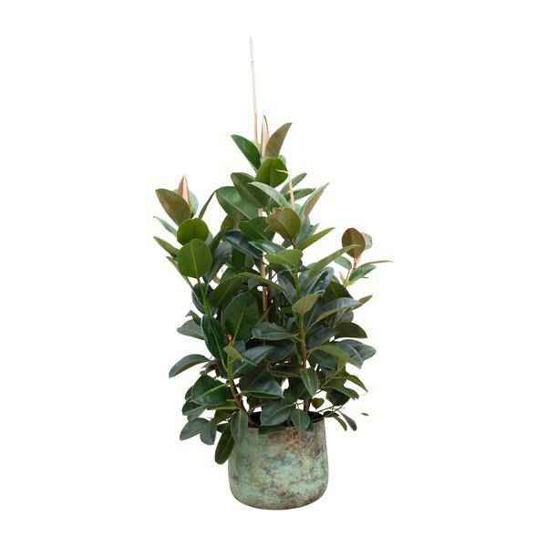 Image of Gummibaum – Ficus Robusta – Zimmerpflanze 150cm – Ø38cm – XXL – Pflanze mit großen dunkelgrünen Blättern – Kübelpflanze für Wohnzimmer & Büro