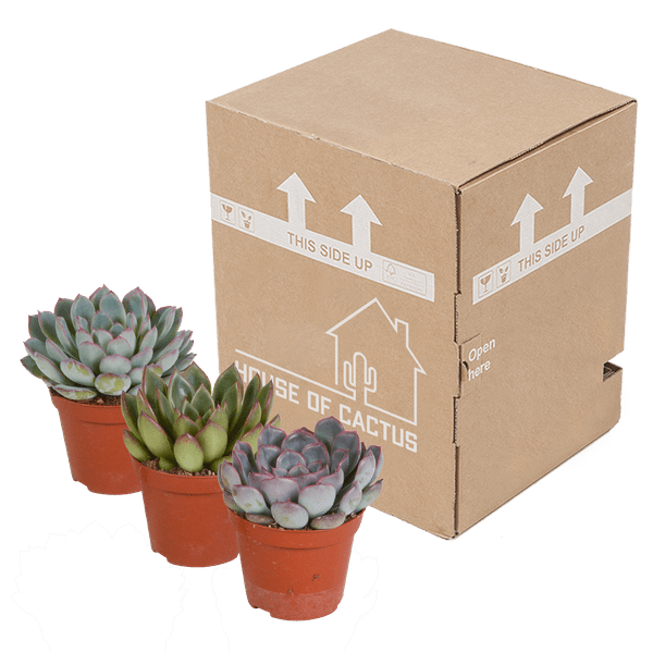 Image of Steinrose Echeveria Mix – 3 Pflanzen Ø8,5cm – Farbenfrohe Sukkulenten – Zimmerpflanzen – Pflegeleicht & dekorativ – Direkt vom Erzeuger-2
