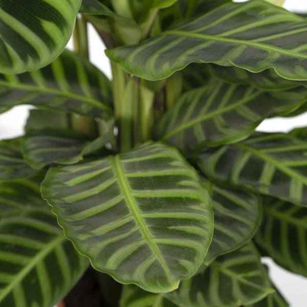 Image of Calathea Zebrina – Pfauenpflanze – Zimmerpflanze – Ø19cm x ↕80cm – Tropische Blattpflanze mit Zebramuster – Luftreinigend & pflegeleicht-2