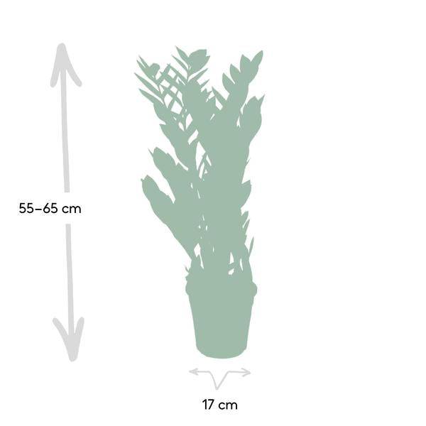 Image of Glücksfeder Zamioculcas Zamiifolia Zimmerpflanze Ø17cm ↕70cm – pflegeleichte Grünpflanze für Wohnzimmer, Büro & helle Standorte kaufen-3