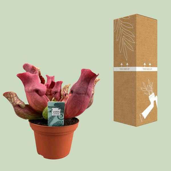 Image of Fleischfressende Pflanze Sarracenia Maroon – Schlauchpflanze – Ø12cm – ↕23cm – Exotische Zimmerpflanze mit auffälligen Kannen – Pflegeleicht & luftreinigend – Für Innen & geschützte Außenbereiche