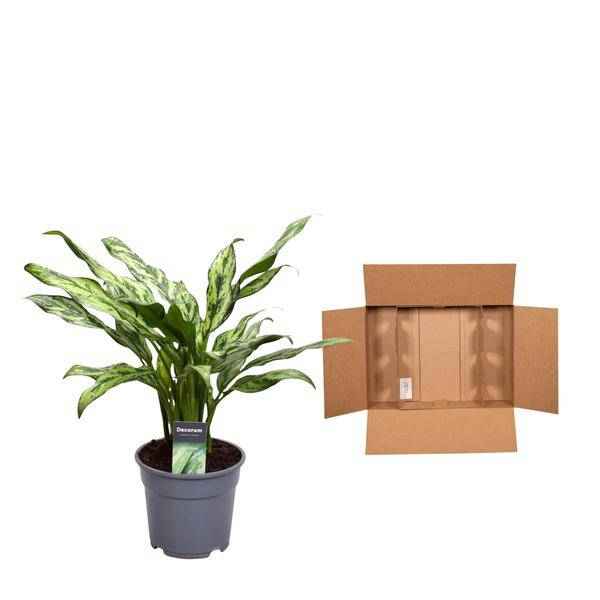 Image of Aglaonema Juliette – Kolbenfaden – Zimmerpflanze – Tropische Blattschmuckpflanze – Pflegeleicht – Exotische Dekopflanze – ↕40cm – Ø12cm