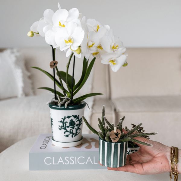Image of Topf Gemalter Streifen – Grün – Ø6cm – Mediterraner Keramik Blumentopf mit Streifenmuster – Übertopf aus der Mediterranean Sunset Kollektion-1