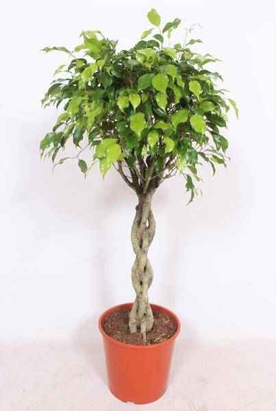 Image of Ficus Exotica Zimmerpflanze Ø30cm ↕120cm – pflegeleichte Grünpflanze für Wohnzimmer, Büro & helle Standorte kaufen-0