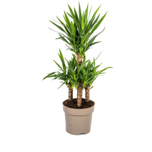 Image of Yucca Elephantipes Zimmerpflanze Ø30cm ↕100cm – pflegeleichte Grünpflanze für Wohnzimmer, Büro & helle Standorte kaufen-0