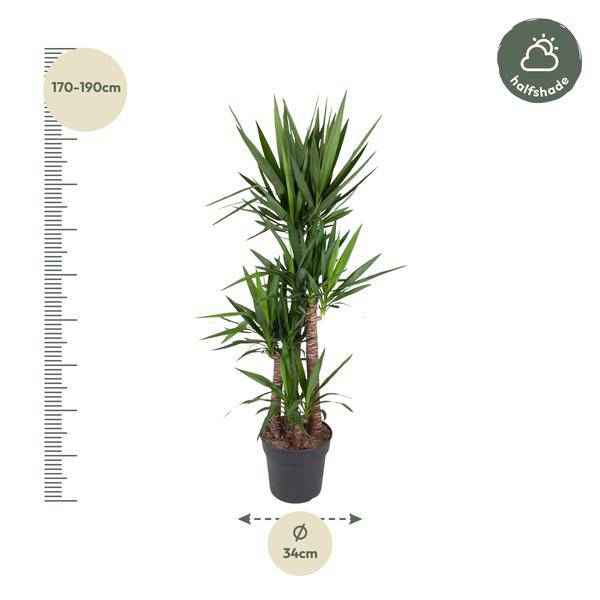 Image of Riesen – Palmlilie – Yucca Elephantipes – Zimmerpflanze – Ø34cm – ↕180cm – Pflegeleicht & Robust – Für Innen & Außen