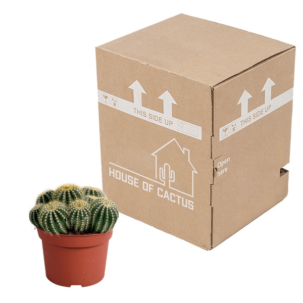 Image of Kaktus – Eriocactus warasii – Ø12cm – Zimmerpflanze & Sukkulente – Kugelkaktus mit feinen gelben Stacheln – Pflegeleicht & dekorativ-3