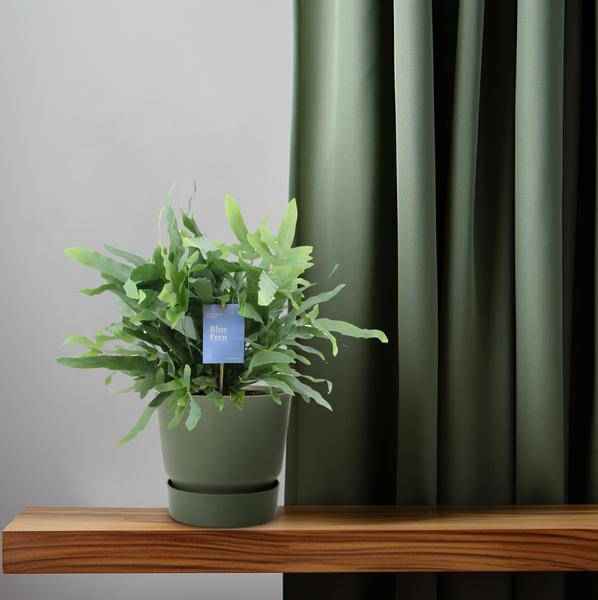 Image of Blaufarn Phlebodium Blauer Farn Zimmerpflanze Ø14cm ↕40cm – pflegeleichte Grünpflanze für Wohnzimmer, Büro & helle Standorte kaufen