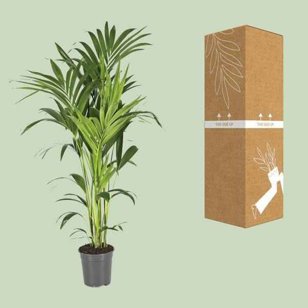 Image of Kentiapalme Howea Forsteriana – Ø21cm – ↕130cm – Pflegeleichte Zimmerpalme mit luftreinigend