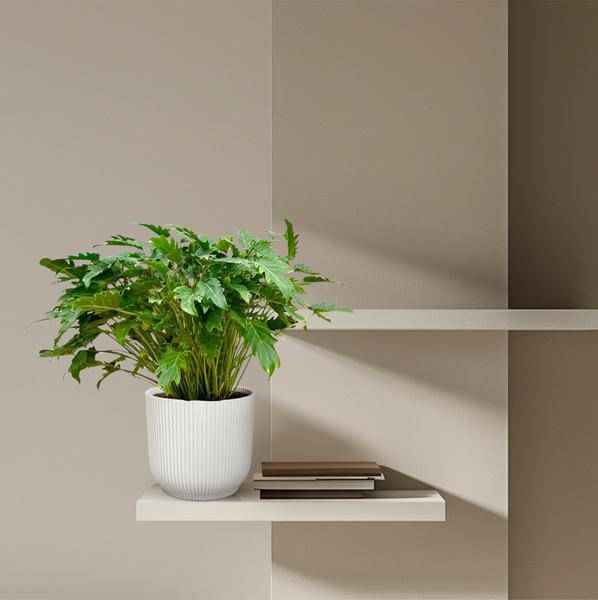 Image of Philodendron Xanadu – Baumfreund – ca. 80cm hoch – Ø27cm – Tropische Zimmerpflanze mit dekorativen Blättern