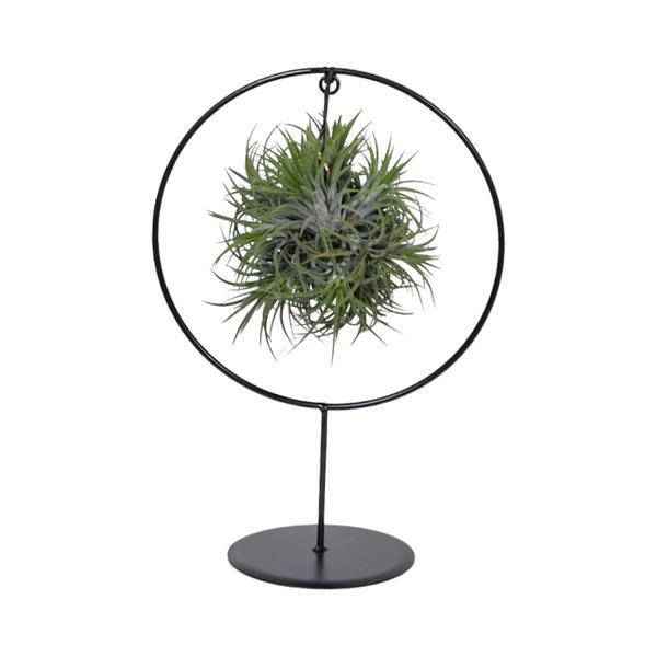 Image of Luftpflanze Tillandsia Ring Mix Zimmerpflanze Ø17cm ↕30cm – pflegeleichte Grünpflanze für Wohnzimmer, Büro & helle Standorte kaufen-0