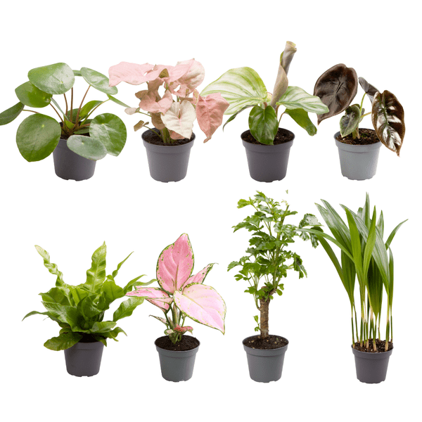 Image of Babypflanzen Überraschungsbox – 8 Mini Zimmerpflanzen im Mix – Ø6cm – Höhe ca. 10cm – pflegeleichte Pflanzen für Wohnung Büro Deko Geschenk-0