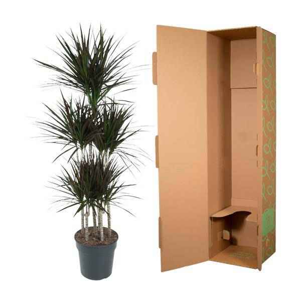 Image of Drachenbaum Zimmerpflanze Ø31cm ↕150cm – pflegeleichte Grünpflanze für Wohnzimmer, Büro & helle Standorte kaufen-3