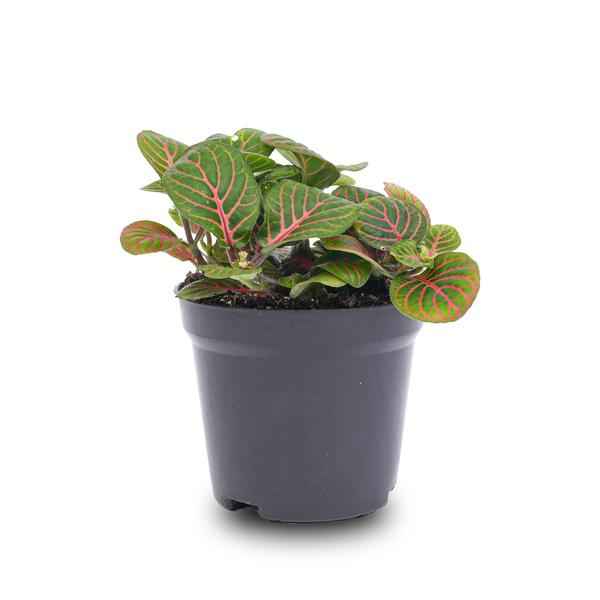 Image of Fittonia Bubble Red – Mosaikpflanze – Zimmerpflanze – Terrarienpflanze – Ø8,5cm – Tropische Pflanze mit roten & grünen Blättern