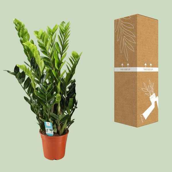 Image of Glücksfeder Zamioculcas Zamiifolia Zimmerpflanze Ø21cm ↕95cm – pflegeleichte Grünpflanze für Wohnzimmer, Büro & helle Standorte kaufen