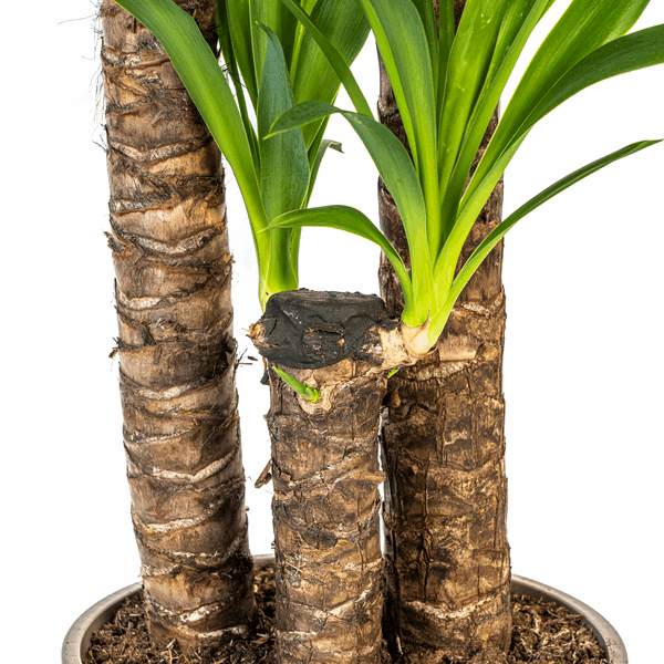 Image of Yucca Elephantipes – Riesen – Palmlilie – Zimmerpflanze Ø24cm ↕120-140cm – Robust & pflegeleicht – Schwertförmige Blätter – Modernes Design-3
