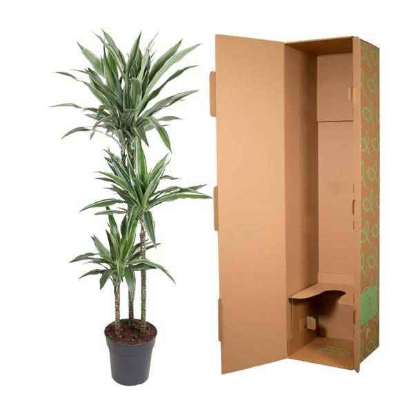 Image of Drachenbaum Dracaena Warneckei Zimmerpflanze Ø27cm ↕140cm – pflegeleichte Grünpflanze für Wohnzimmer, Büro & helle Standorte kaufen