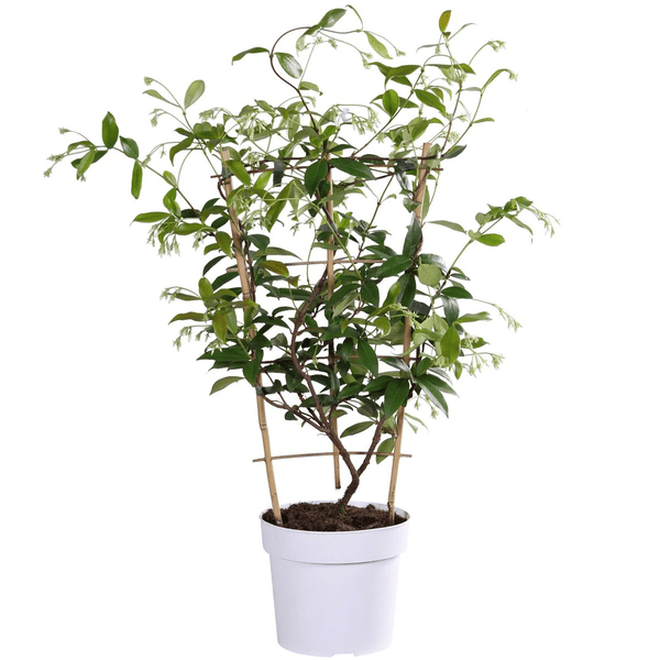 Image of Sternjasmin Trachelospermum 'Star of Toskana' – Gelb – Immergrüne Kletterpflanze – ca. 65cm Höhe – Duftender mediterraner Jasmin für Terrasse & Balkon-4