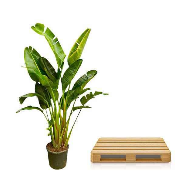 Image of Baum – Strelitzie – Strelitzia Augusta mehrstämmig XXL – 250cm – Ø50cm – Weißer Paradiesvogel