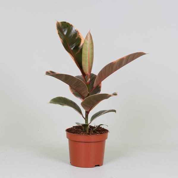 Image of Gummibaum – Ficus Elastica Belize – Zimmerpflanze – Ø12cm – ↕30cm – dekorative pflegeleichte Grünpflanze mit rot – grünem Blattmuster