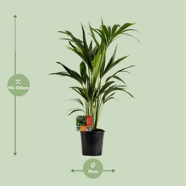 Image of Kentiapalme Howea Forsteriana Zimmerpflanze Ø19cm ↕100cm – tropische Grünpflanze für Wohnzimmer, Büro & helle Standorte kaufen-1