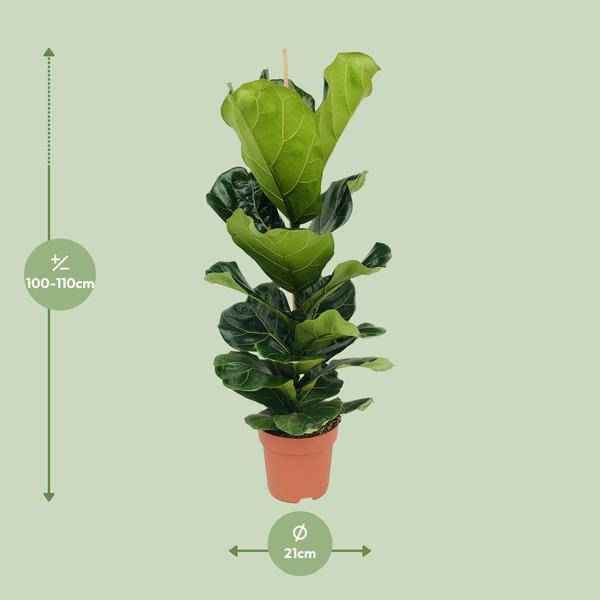 Image of Ficus lyrata – Geigen-Feige – Ø21cm x H100cm – Großblättrige Zimmerpflanze – Luftreinigend & dekorativ – Pflegeleicht – Im Pflanztopf – Direkt aus der Gärtnerei-1