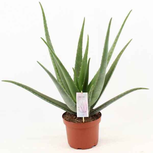 Image of Aloe Vera – Echte Aloe – Zimmerpflanze – Ø19cm – ca. 70cm hoch – pflegeleichte Sukkulente für Wohnung, Büro & Balkon-0
