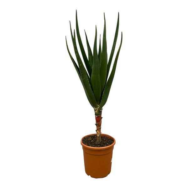 Image of Aloe Barberae – Baumaloe – Exotische Zimmer – & Gartenpflanze – ↕140cm – Ø30cm – Seltene Sukkulente mit langen grünen Blättern-0