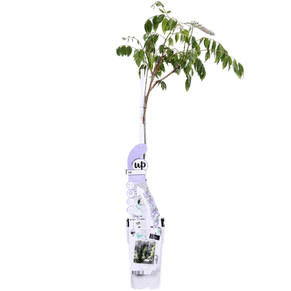 Image of Chinesischer Duft – Blauregen Wisteria sinensis ‘Caroline’ Gartenpflanze Ø15cm ↕65cm – winterharte Pflanze für Garten, Balkon, Terrasse, Kübel-2