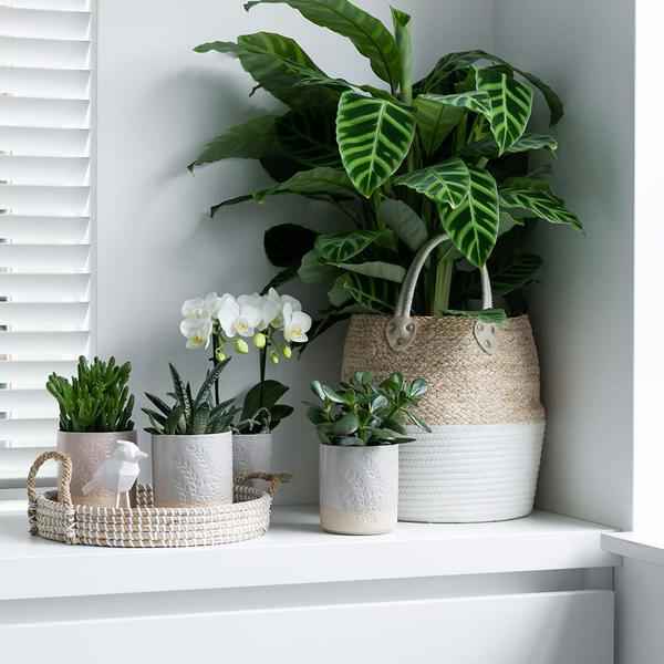 Image of Weißes Geflochtenes Tablett Ø30cm – Handgewebtes Deko – Tablett – Pflanzentablett & Wohnaccessoire